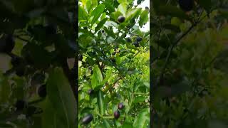 Karonda  Bengalcurrants  Black currants Carandasplum  Karamcha Fruit shorts [upl. by Vig]