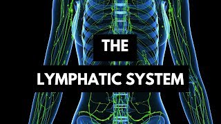 Function of the lymphatic System [upl. by Aaren]