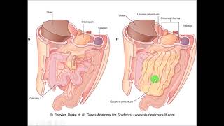 Anatomy of the CECUM  Revision within 8 minutes  Dr Yusuf [upl. by Kuth629]