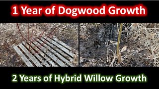 Red Osier Dogwood amp Hybrid Willow Growth 2021 [upl. by Marozik]