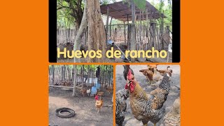 Corral para las gallinas ponedoras de rancho🐓🐣 [upl. by Schriever]