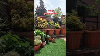 Propagating Thuja plant☘️✨gardening youtubeshorts shorts bloomyesha [upl. by Barker]