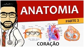 Coração 02  Anatomia P2 valvas e válvulas  Vídeo aula de Sistema circulatório [upl. by Aivatnuahs577]