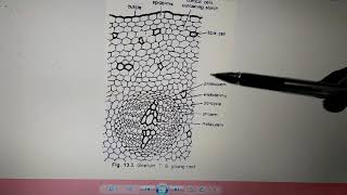 Vd2 External Morphology of Gnetum [upl. by Schwerin]