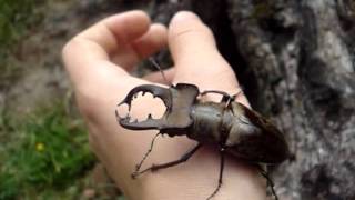 Lucanus maculifemoratus maculifemoratus  Stag Beetle  Hirschkäfer [upl. by Kalagher]