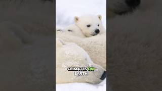 Polar Bears Arctic Giantspolarbears arcticwildlife animals nature wildlife saveourplanet [upl. by Notsuh]