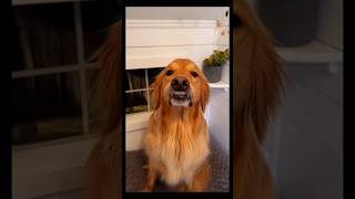 Funny prank with my dogfunnyprankprankviral [upl. by Ainigriv]