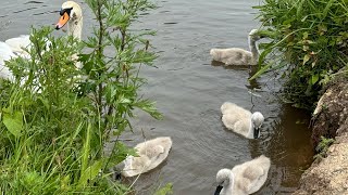 Bulwell Hall Fishing Lakes [upl. by Ised468]