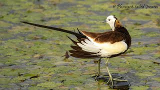 Pheasant tailed Jacana Hatching [upl. by Skilken]