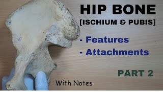 Hip Bone Anatomy  2  Ischium  Pubis  Attachments  Features  Bone Demonstration [upl. by Maude]