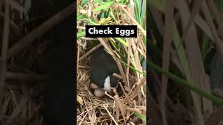 Lonely Mother Bird Incubating Eggs in Floating Nest – Water Bird Protecting Eggs All Day [upl. by Wright248]