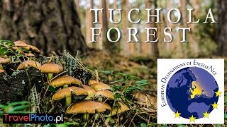 Tuchola Forest Poland  EUROPEAN DESTINATION OF EXCELLENCE EDEN [upl. by Wilie852]