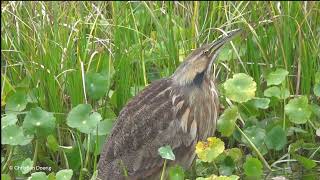 American Bittern Botaurus lentiginosus [upl. by Eamanna]