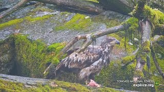 The Anan Wildlife Observatory Subadult Eagle eats fish  exploreorg 07312024 [upl. by Eldwon]