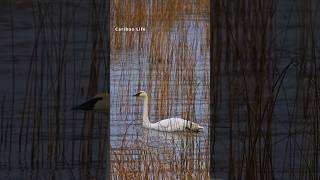 Photographing Birds on a brisk November day [upl. by Bilak]