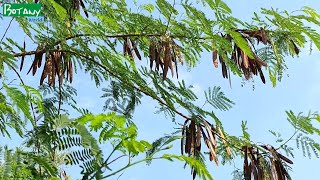 Leucaena leucocephala  Wild tamarind  White Babool  सफ़ैद बबूल  સુબાવળ  সুবাবূল [upl. by Shirk]