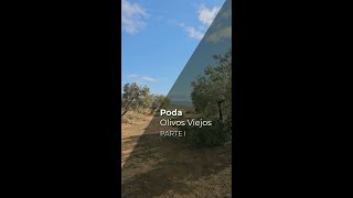 PODA DE OLIVOS VIEJOS  PARTE I [upl. by Ialda]