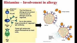 4 Histamine amp Bradykinin [upl. by Doran]