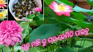 ପଦ୍ମ ମଞ୍ଜି ରୁ ଗଛ କେମିତି ପାଇବୁ 🪷🪷 Lotus flower seeds plant Odía Village Gardening channel 🙏 subscribe [upl. by Yetah]