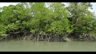 Approaches for Improving Estimation of Belowground Biomass of Mangrove Forests [upl. by Stephanus]