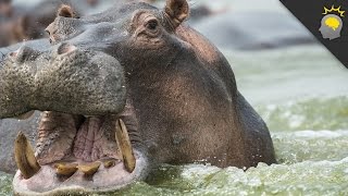 7 MindBlowing Hippo Facts  Science on the Web 64 [upl. by Ykcir168]