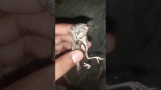 Finch Baby died 😭 finchesbirds finchbabies sadvideos Ebadbirdsvibes20 [upl. by Ernesto]