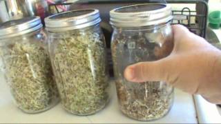 DIY Grow Alfalfa Sprouts at Home easy [upl. by Oliva]