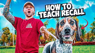 The Best Recall Training For Your Dog [upl. by Asiilanna]