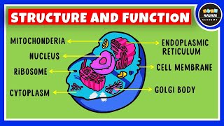 GCSE Biology  Cell Types and Cell Structure 2 [upl. by Enrobyalc]