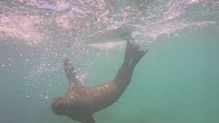 Very Playful Galapagos Sea Lion  Playa Negra Floreana Island Galapagos [upl. by Casta]