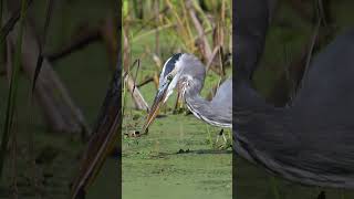 Great Blue Heron Catches a Fish birds greatblueheron shorts z8 wildlife birding [upl. by Torin550]