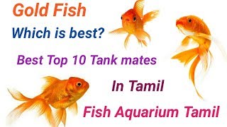 Top 10 Best Tank mates of Gold Fish தங்க மீன் கூட சேர்த்து விடகூடிய மீன் எது   Fish Aquarium Tamil [upl. by Janet]