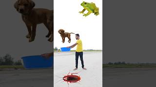 Eating cockroach parleg biscuit amp catching puppy cat rooster vs punching frog  funny vfx [upl. by Zaslow]