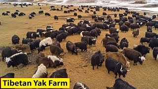 Tibetan Farmers Raise Millions Of Yaks This Way  Farming Documentary [upl. by Arand632]