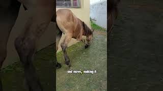 3legged Horse horse animalrescue animals farm agriculture save help [upl. by Shear]