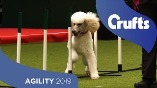 Agile Poodle Nails The Agility Run  Crufts 2019 [upl. by Ylicic]