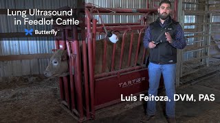 The Importance of Lung Ultrasound and Lung Scoring in Feedlot Cattle  Butterfly Network [upl. by Luhar]