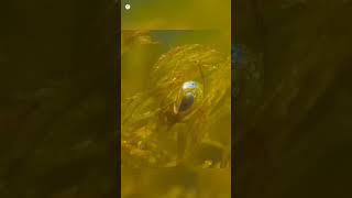 Spider That Lives In Water shorts shortvideo [upl. by Aryamo]