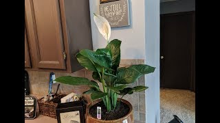 Peace Lilly  Great LOW LIGHT Indoor House Plant [upl. by Jarnagin691]