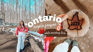 White Meadows Farm Maple Sugar Bush Trek  📍 Ontario Canada  seeing how maple is made 🍁 [upl. by Enej977]