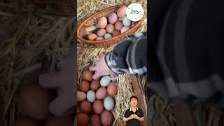 Egg harvesting on the farm Egg farm shorts [upl. by Bahe124]