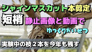 シャインマスカット本剪定、静止画像でもゆっくり解説、短梢、家庭菜園でも出来る、変な枝、実験中の枝もリベンジ、ぶどう剪定お庭バージョン [upl. by Ezar924]