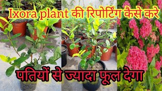 ऐसे करो Ixora plant की रिपोर्टिंग पतियों से ज्यादा फूल देगा  ixora plant repotting [upl. by Adrien]