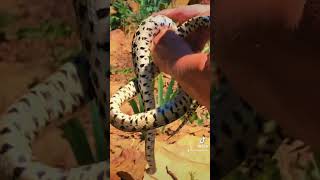 Gopher Snake Garden Guardian [upl. by Neelyam900]