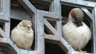 Sparrow Chirping [upl. by Dahij661]