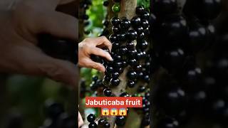 Jabuticaba Fruit Harvesting 🔥😱 shorts fruit satisfying [upl. by Beitch687]