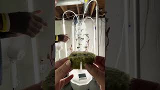 Basement Hydroponic Tower Setup [upl. by Dall]