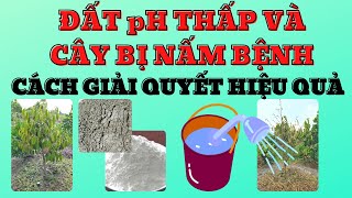 Cây bị nấm bệnh vùng gốc và đất pH thấp  Cách quản lý hiệu quả nấm bệnh và nâng pH [upl. by Attegroeg]