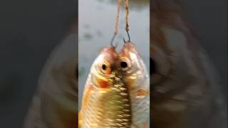 দুই পুঁঠিমাছ একসাথে শিকার💥 shortvideo shorts fishing [upl. by Timms265]