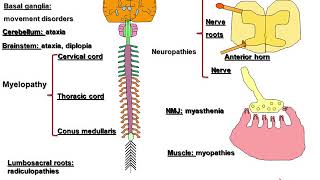 Autoimmune Neurology Paraneoplastic Disorders and Beyond [upl. by Valaria]